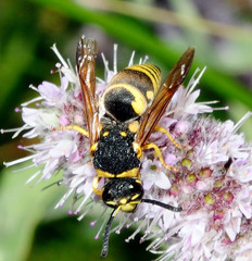 Euodynerus curictensis