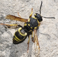 Euodynerus dantici