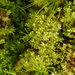 Small Notchwort - Photo (c) Stefan Gey, some rights reserved (CC BY-NC), uploaded by Stefan Gey