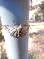 Megabiston plumosaria