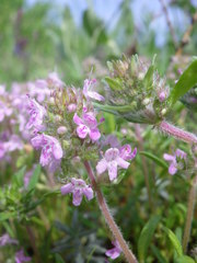 Thymus dimorphus