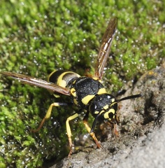 Euodynerus dantici