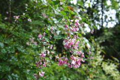 Lespedeza bicolor
