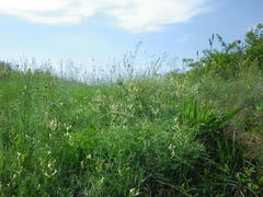 Astragalus pallescens