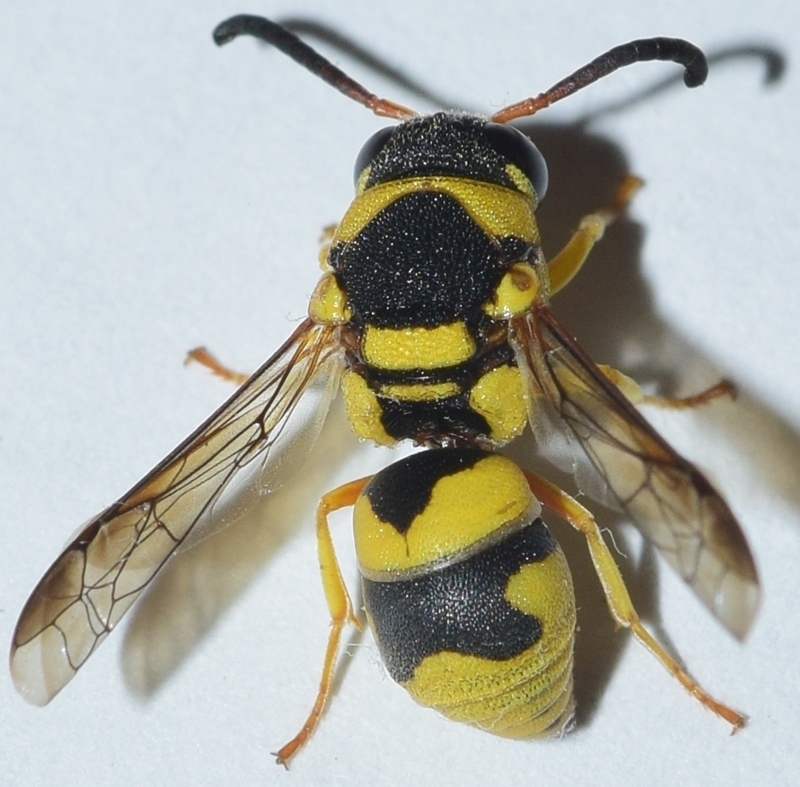 Euodynerus variegatus