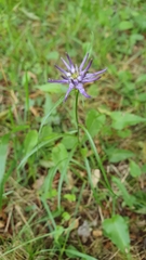 Phyteuma scheuchzeri