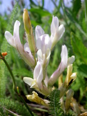 Astragalus pallescens