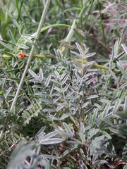 Astragalus pallescens