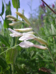 Astragalus pallescens
