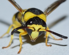 Euodynerus variegatus