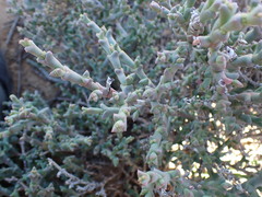 Smicrostigma viride