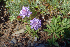 Scabiosa lacerifolia