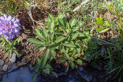 Scabiosa lacerifolia