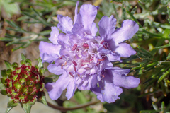 Scabiosa lacerifolia