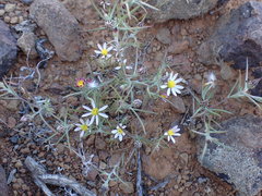 Alatoseta tenuis