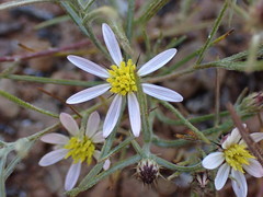 Alatoseta tenuis