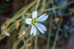 Cerastium morrisonense