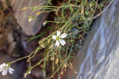 Cerastium morrisonense