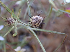 Alatoseta tenuis