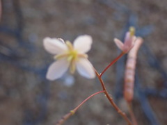 Heliophila variabilis