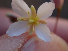 Heliophila variabilis