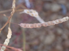 Heliophila variabilis