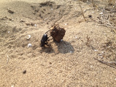 Scarabaeus semipunctatus