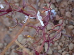 Heliophila variabilis