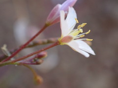 Heliophila variabilis