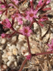 Chorizanthe fimbriata