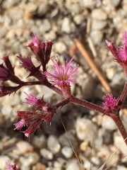 Chorizanthe fimbriata