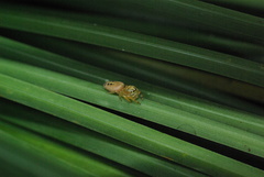 Opisthoncus sexmaculatus