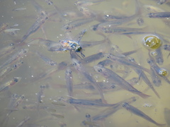 Hypseleotris