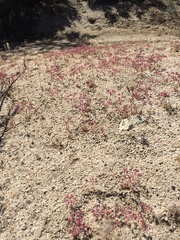 Chorizanthe fimbriata