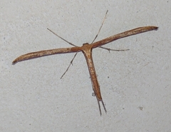 Emmelina monodactyla