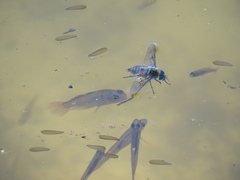 Hypseleotris