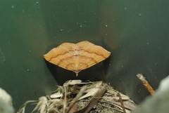 Rhinodia undiferaria