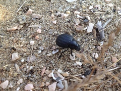 Pimelia