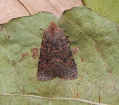 Conistra staudingeri
