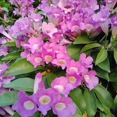 Bignoniaceae