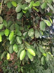 Ficus dendrocida