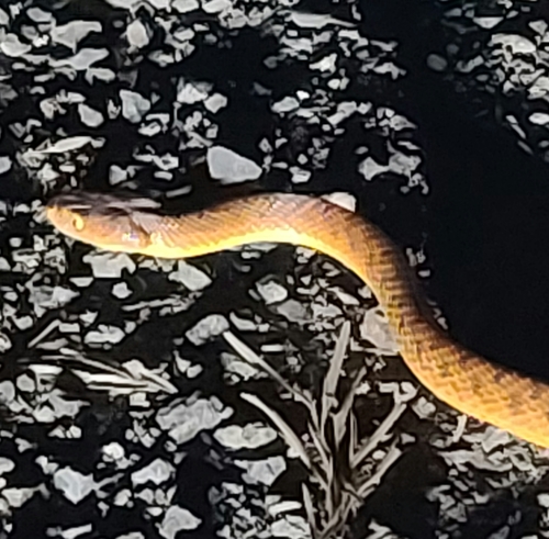 Brown Tree Snake sighting