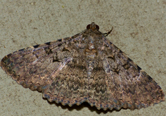 Polydesma umbricola