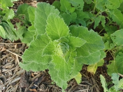 Salvia desoleana
