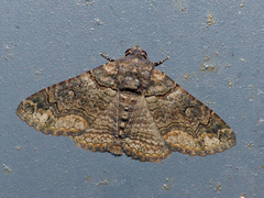 Pericyma atrifusa