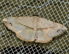 Maxera marchalii