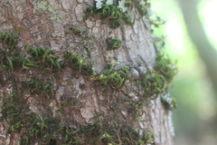 Orthotrichum papillosum