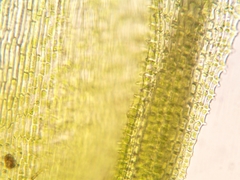 Orthotrichum papillosum