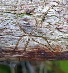 Pityogenes chalcographus