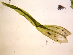 Orthotrichum papillosum